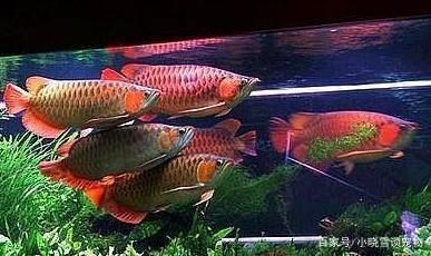 金龍魚要用什么顏色燈光 龍魚百科 第3張