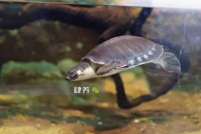 龍魚用什么過濾最好 龍魚百科 第1張