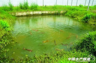 龍魚怎么搭配養(yǎng)殖 龍魚百科 第1張