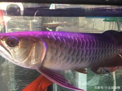 金龍魚高背和過背是什么意思區(qū)別