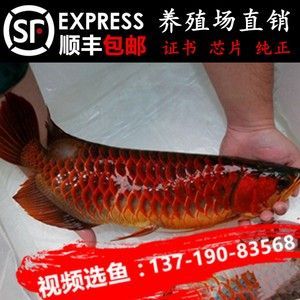 龍魚苗好養(yǎng)嗎怎么養(yǎng)殖 龍魚百科