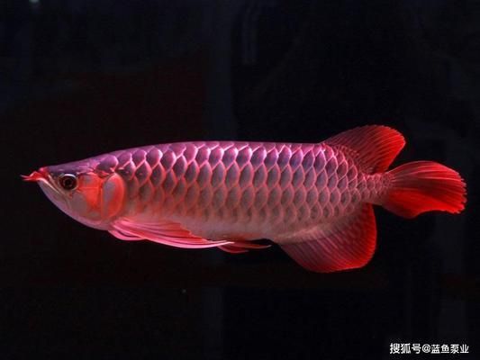 龍魚紅眼病怎么治療