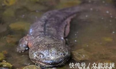 魚吃龍蝦飼料嗎 龍魚百科