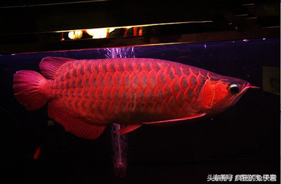 藍色龍魚多少錢 龍魚百科 第2張