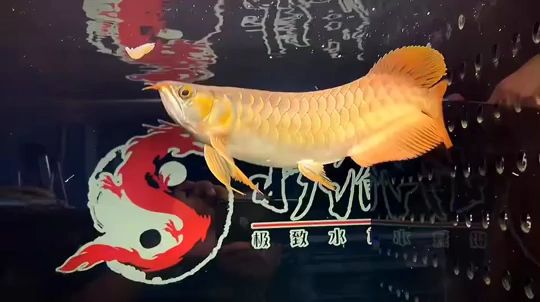 水泊紅魔5444 觀賞魚(yú)論壇