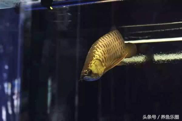 龍魚可以在魚缸繁殖么嗎 龍魚百科 第2張