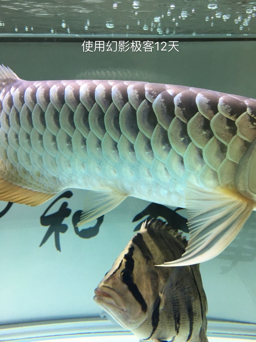 幻影極客水族燈試用反饋報告 觀賞魚論壇 第25張