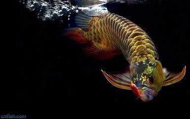 金龍魚(yú)和紅龍魚(yú)區(qū)別在哪 龍魚(yú)百科 第1張