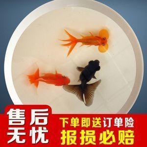 龍魚飼料魚如何消毒