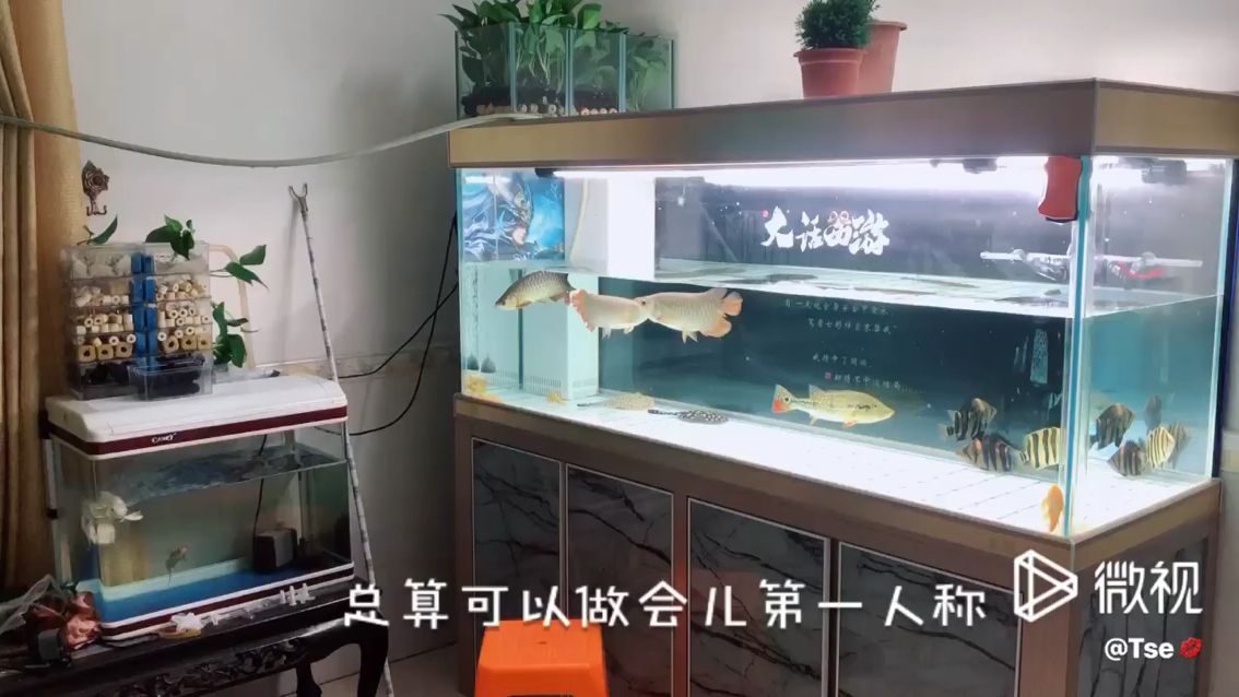 大保健 觀賞魚論壇