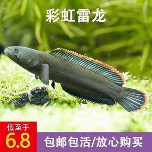 奶茶雷龍是冷水魚嗎還是溫水魚好