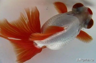 屬龍的適合養(yǎng)金魚嗎 龍魚百科 第1張