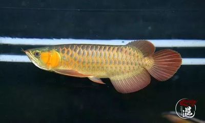 龍魚(yú)只咬碎,不吞 龍魚(yú)百科