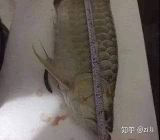 龍魚肚子發(fā)白什么原因 龍魚百科 第2張