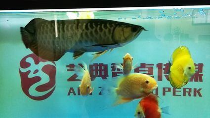 龍魚喂多大的小魚 龍魚百科