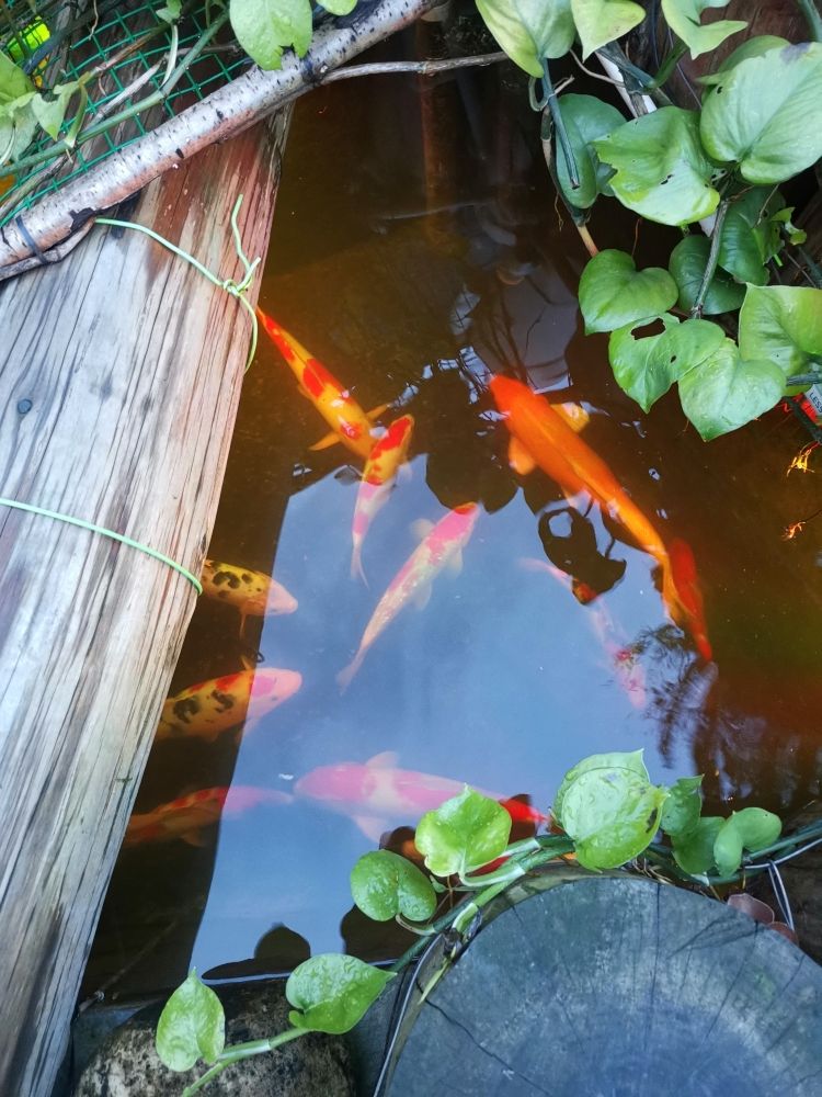 下雨天換的四分之一河涌水，啥也看不到 觀賞魚(yú)論壇 第2張