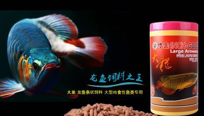 龍魚和七星刀哪個好養(yǎng)活 龍魚百科 第3張