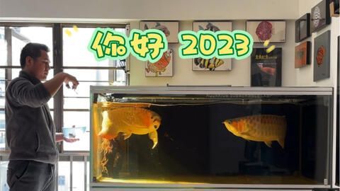 養(yǎng)龍魚(yú)水位高度多少合適