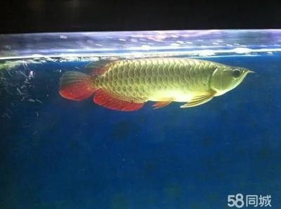 龍魚多少度要加溫養(yǎng)護(hù) 龍魚百科