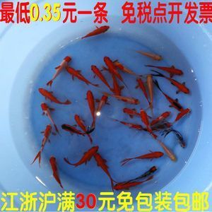 龍魚吃錦鯉好還是草魚好養(yǎng)呢 龍魚百科