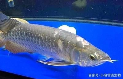 龍魚(yú)身上爛了怎么治療 龍魚(yú)百科 第1張