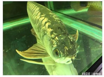 龍魚(yú)身上爛了怎么治療 龍魚(yú)百科 第2張