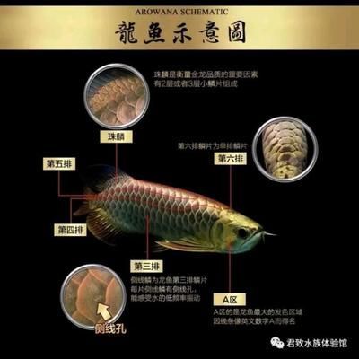 金龍魚分類地位圖高清 龍魚百科 第2張