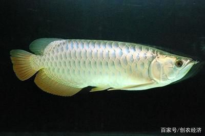 金龍魚幼苗吃什么飼料好養(yǎng) 龍魚百科 第3張