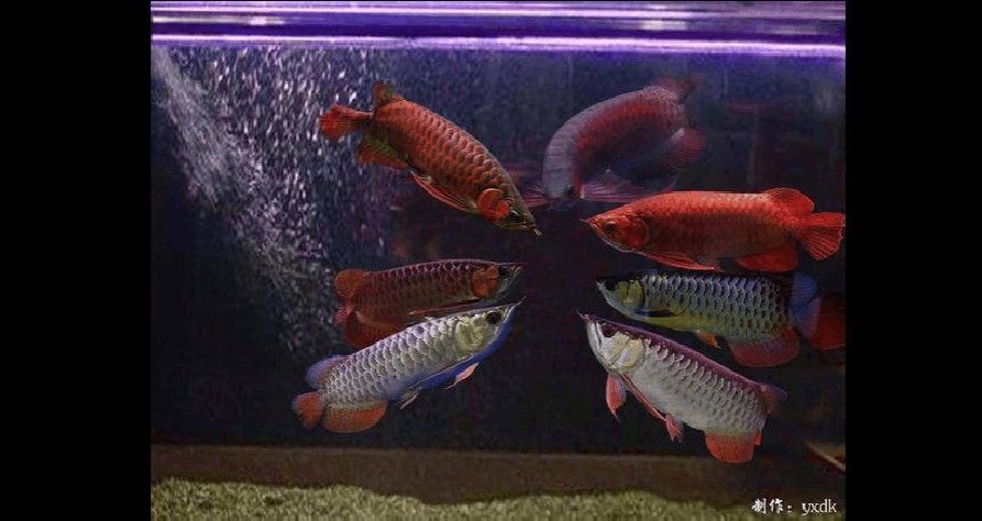 龍魚食可不可以喂錦鯉飼料呢