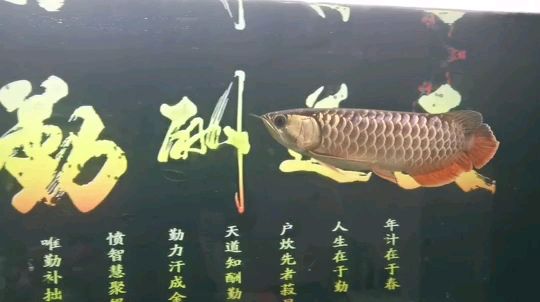 子非魚，48天了 觀賞魚論壇