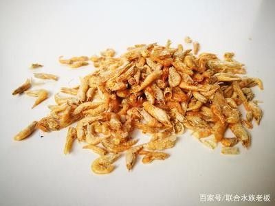 龍魚可以喂鮮蝦嗎 龍魚百科