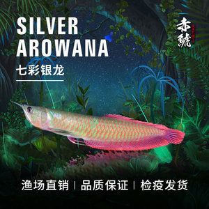 龍魚苗喂什么長(zhǎng)得快些 龍魚百科 第1張