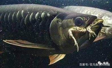 龍魚驚嚇后拒食一個月還沒好 龍魚百科 第1張