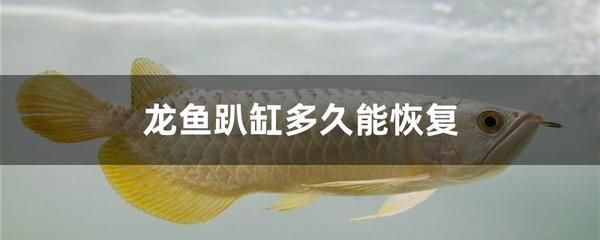 龍魚驚嚇后拒食一個月還沒好 龍魚百科 第2張