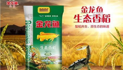 金龍魚生態(tài)香稻粳米價格 龍魚百科 第2張