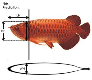 如何看龍魚公母