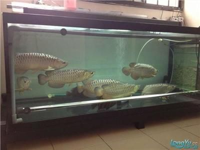 金龍魚和什么混養(yǎng)最好 龍魚百科 第3張