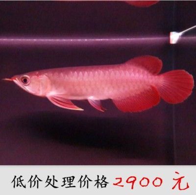 龍魚苗飼養(yǎng)