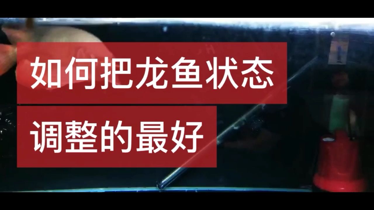 一條完美紅龍的培養(yǎng)方法(養(yǎng)水篇) 觀賞魚(yú)論壇