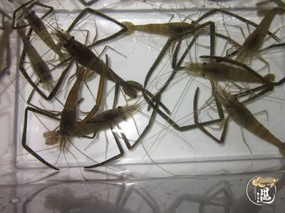 龍魚可以喂死蝦嗎 龍魚百科 第3張