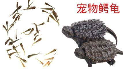 龍魚喂小魚仔有營養(yǎng)嗎