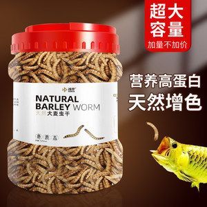 龍魚可以一直喂大麥蟲給好