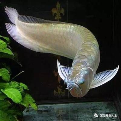 怎么治療龍魚兜嘴 龍魚百科