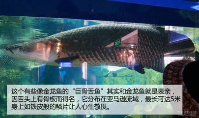 巨骨舌魚與金龍魚