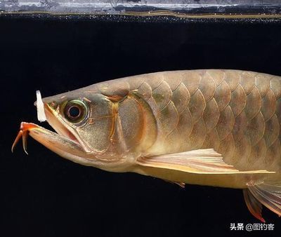 巨骨舌魚與金龍魚