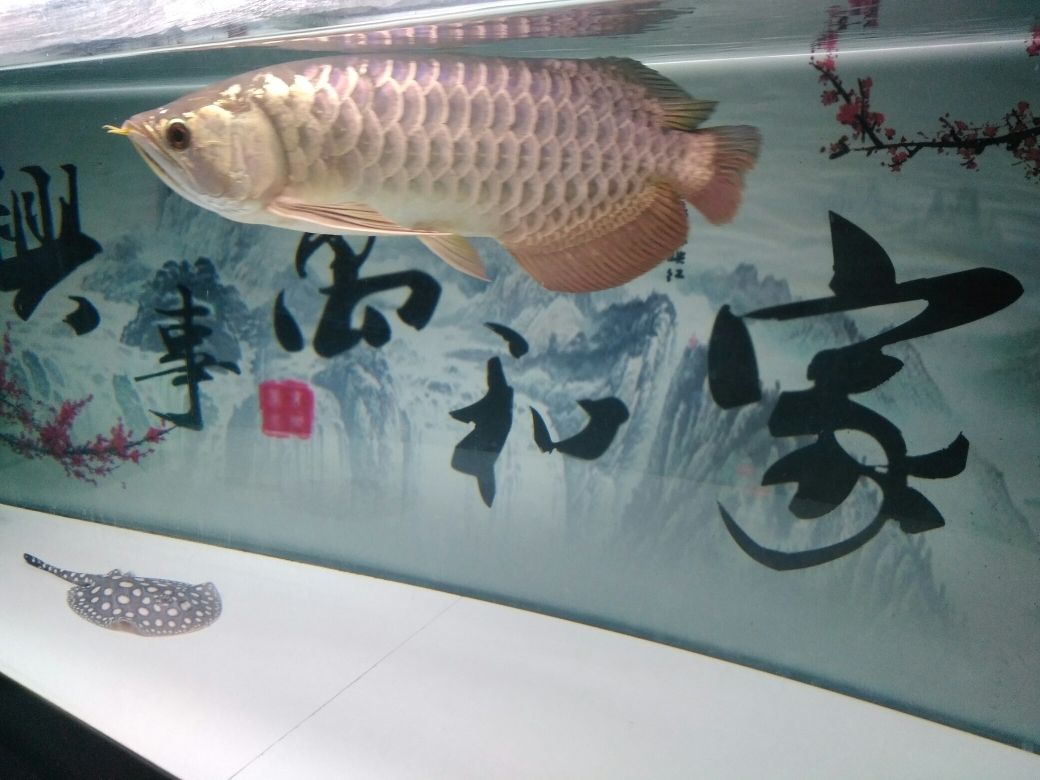 巧兒聊龍 第六回 養(yǎng)魚甚于吸毒？