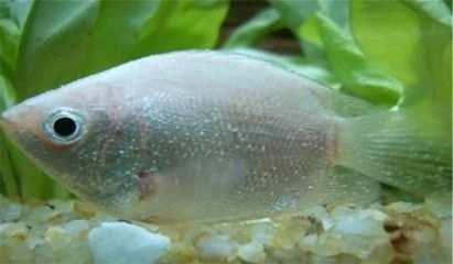 龍魚(yú)水霉菌是什么原因造成的呢 龍魚(yú)百科