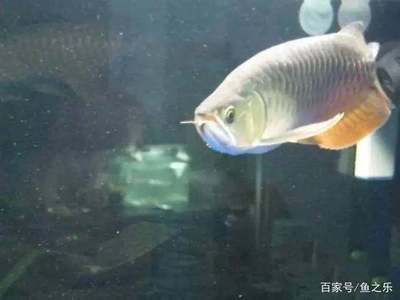 龍魚(yú)撞拉筋有什么辦法解決 龍魚(yú)百科 第2張