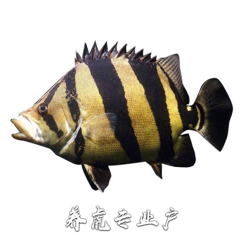 深入虎圈（一） 觀賞魚(yú)論壇 第1張