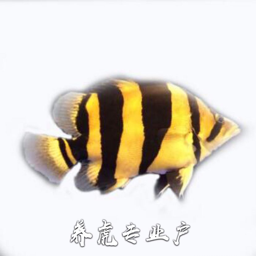 深入虎圈（一） 觀賞魚(yú)論壇 第2張